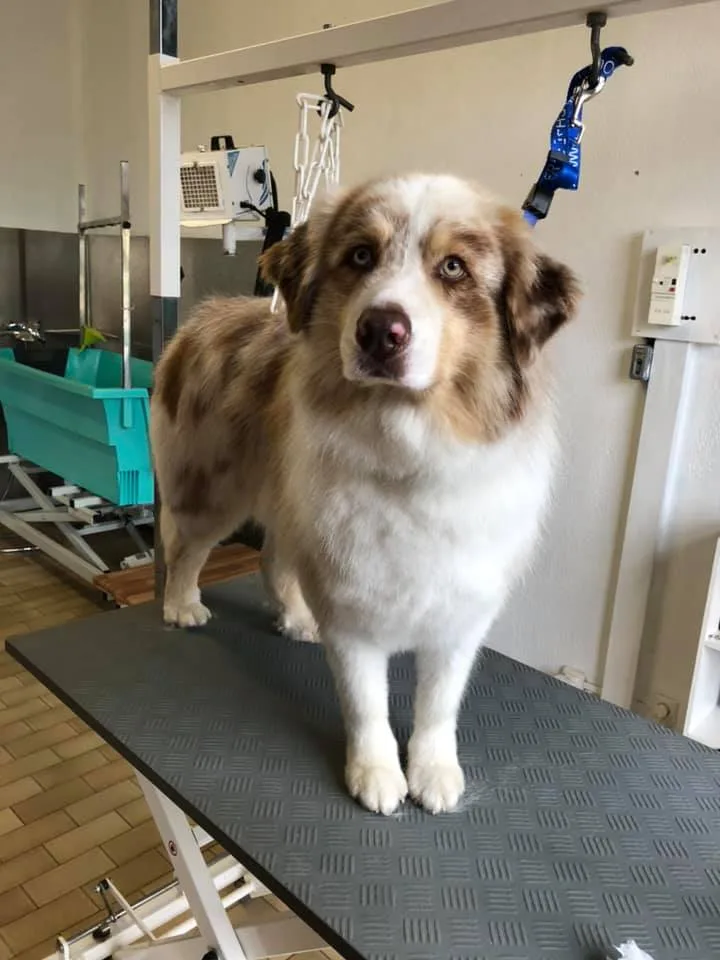Esprit Can'Ain, l'institut bien-être qui a du chien ! - photo 2