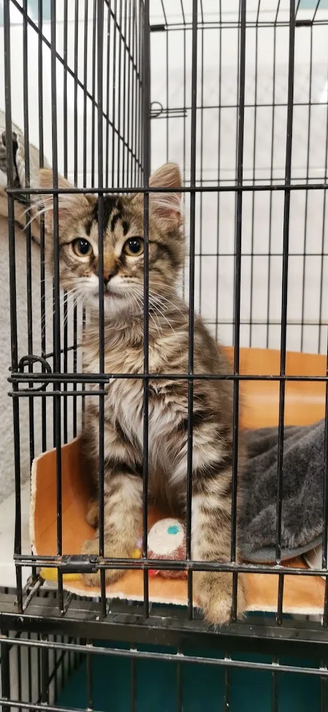Animal Assistance - photo 2