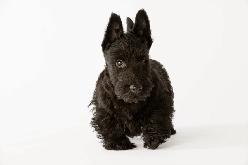 Saint Genis Dog - photo 2