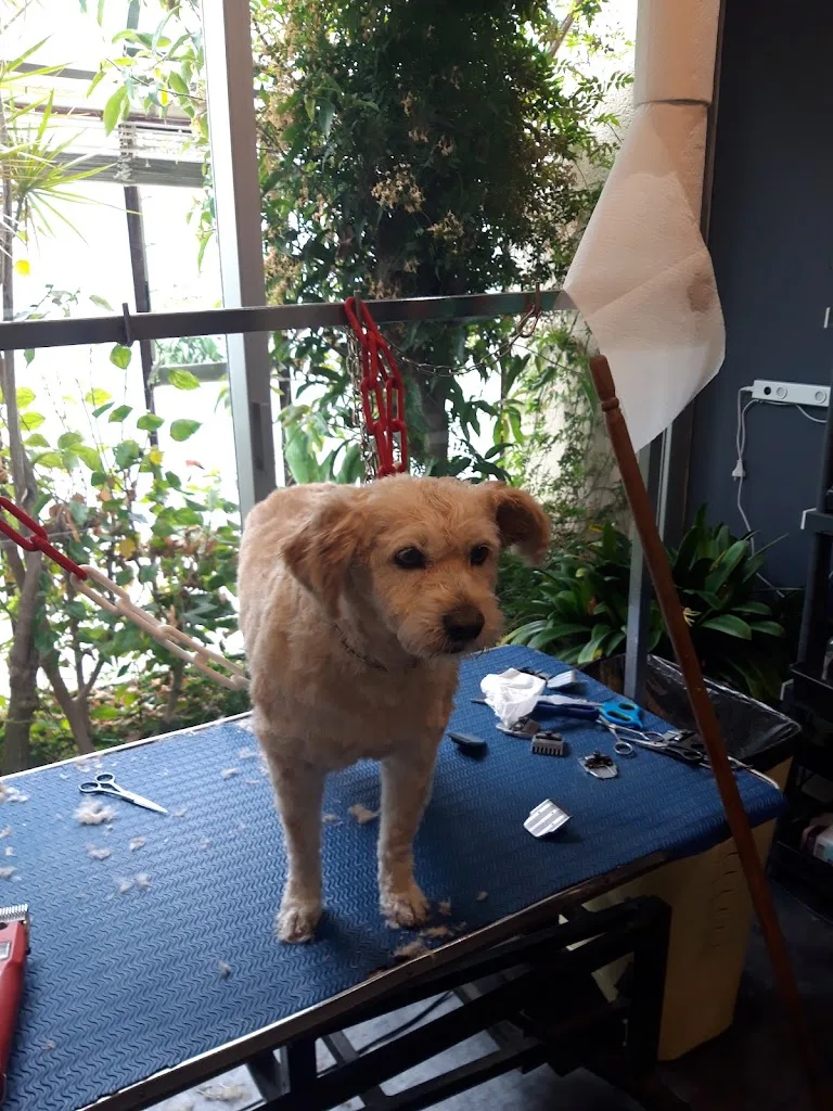 Au Caprice du Chien - photo 2