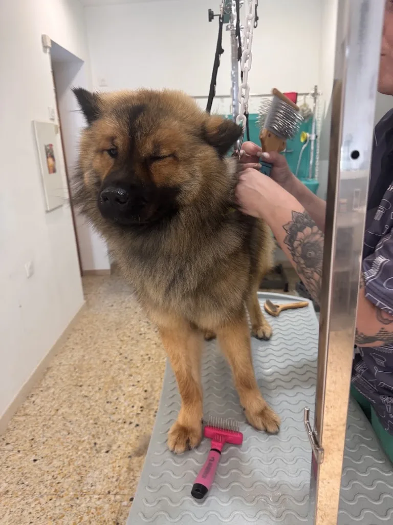 Beauté Canine - photo 1