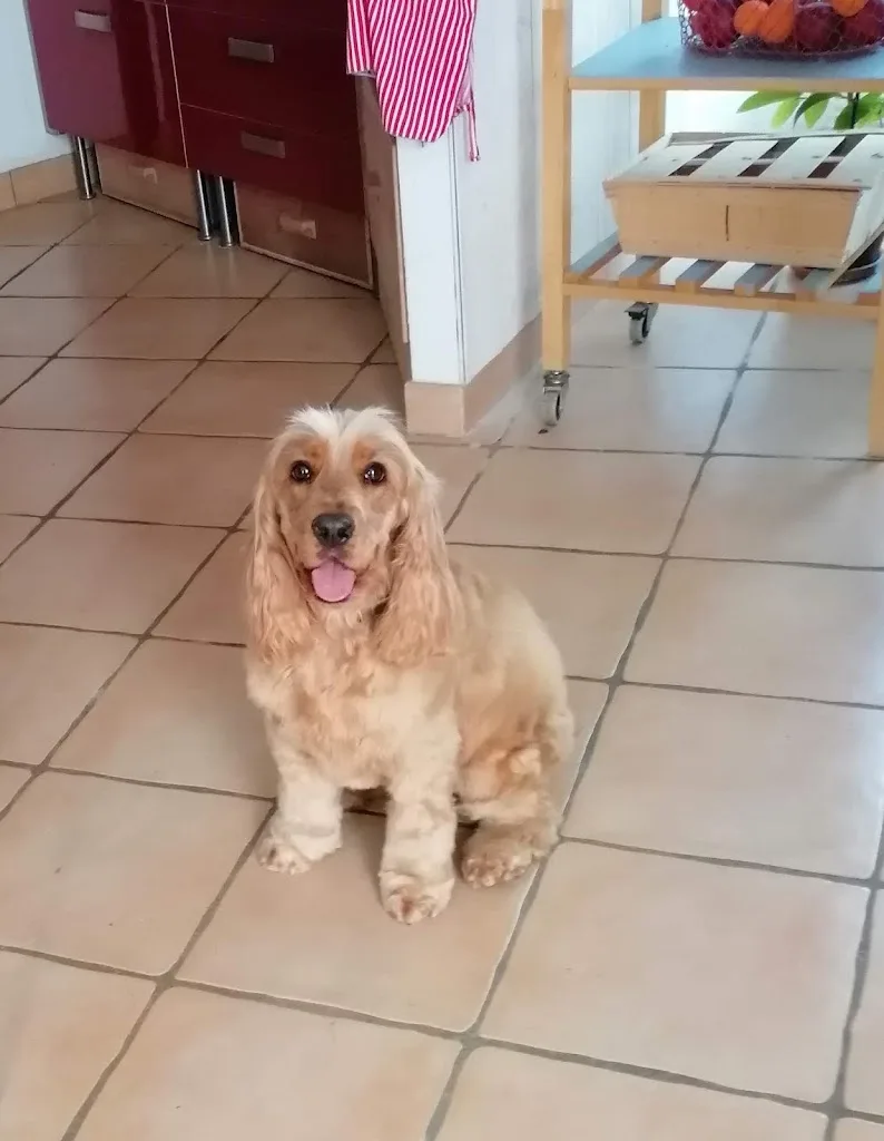 A L'Elégance Canine - photo 3