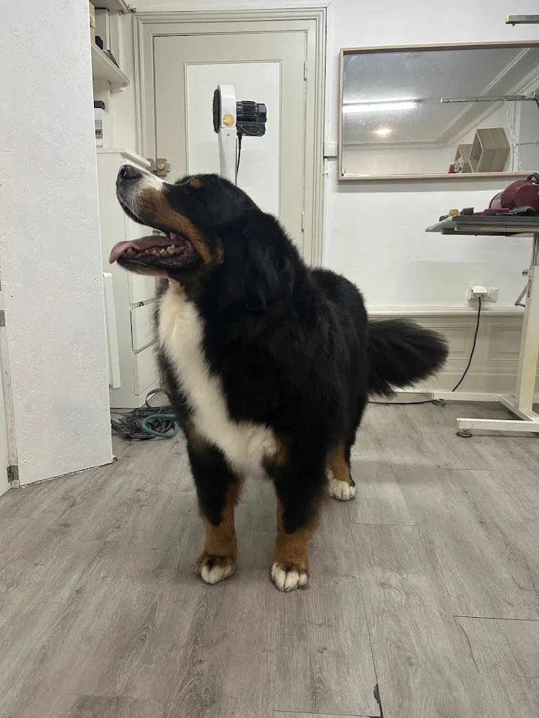 Beauty Dog II - photo 3