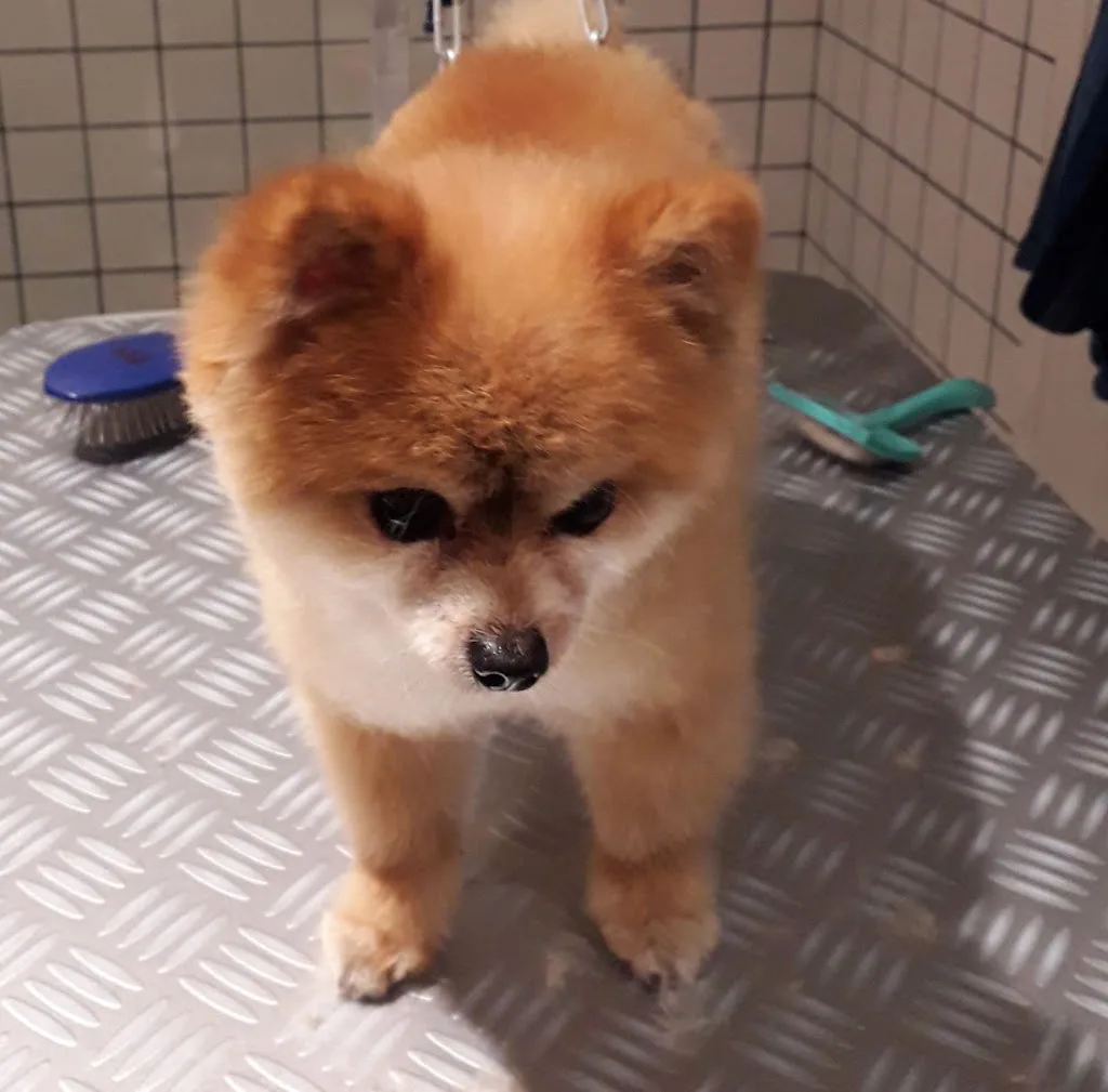Toilettage a votre domicile esther - photo 1