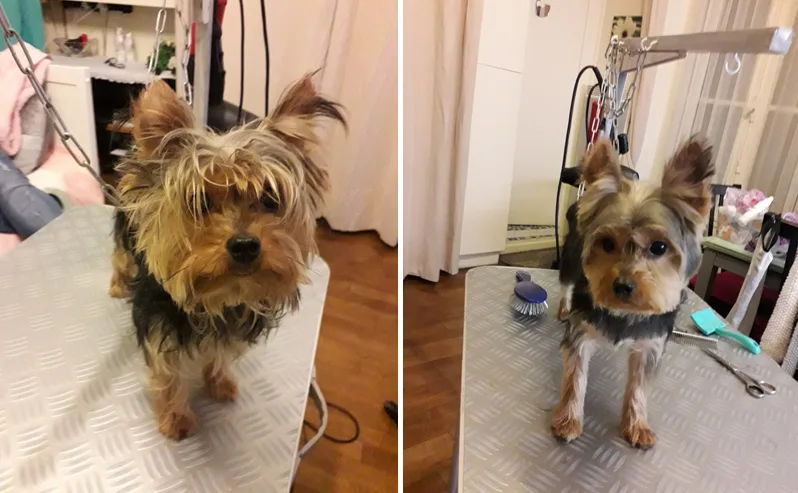 Toilettage a votre domicile esther - photo 2