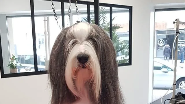 Lover Dog - photo 2