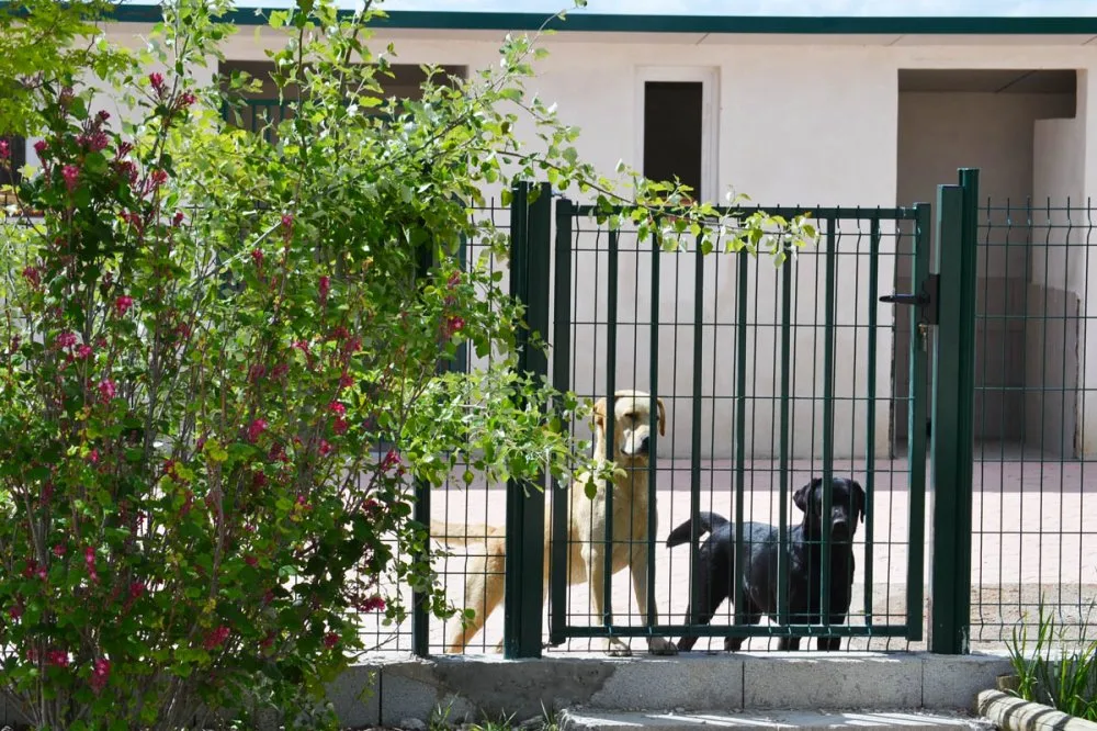 Ethique Animale Services ( Chenil Rossi ) - photo 3