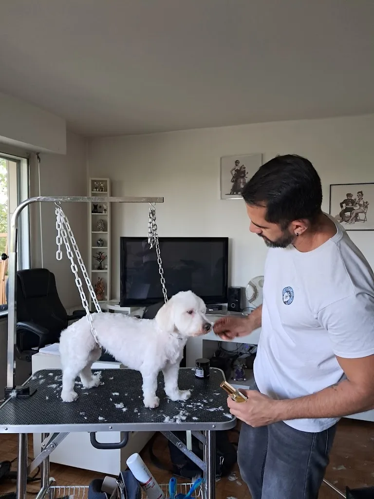 Thiago Toiletteur Canin à Domicile - photo 1