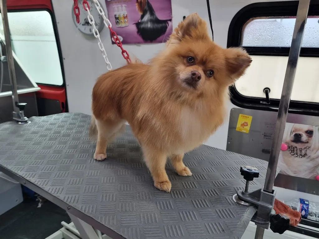 Poppy's Dog Beauty - photo 1