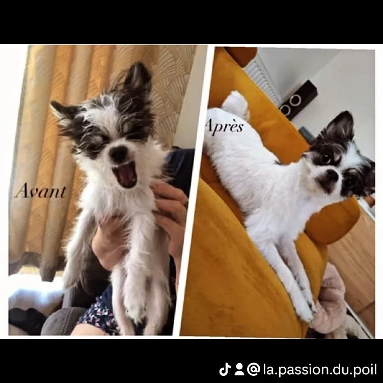 La passion du poil - photo 2