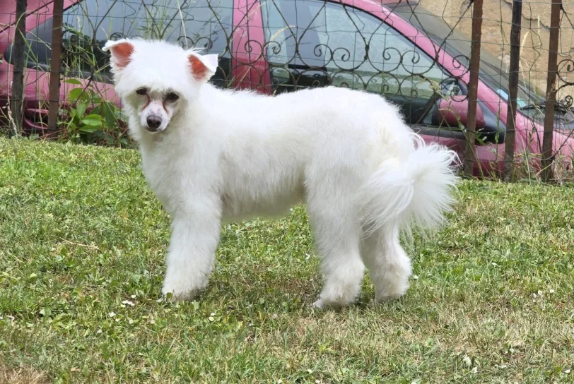 Beauty Dog - photo 2