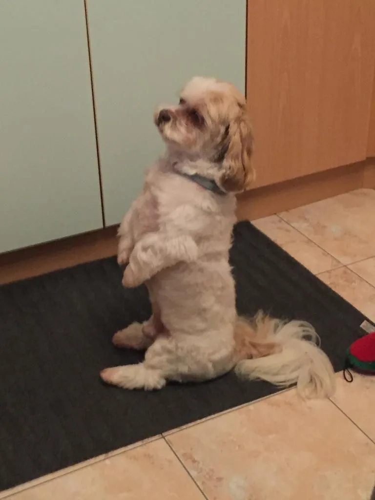 Frimousse Canine - photo 1