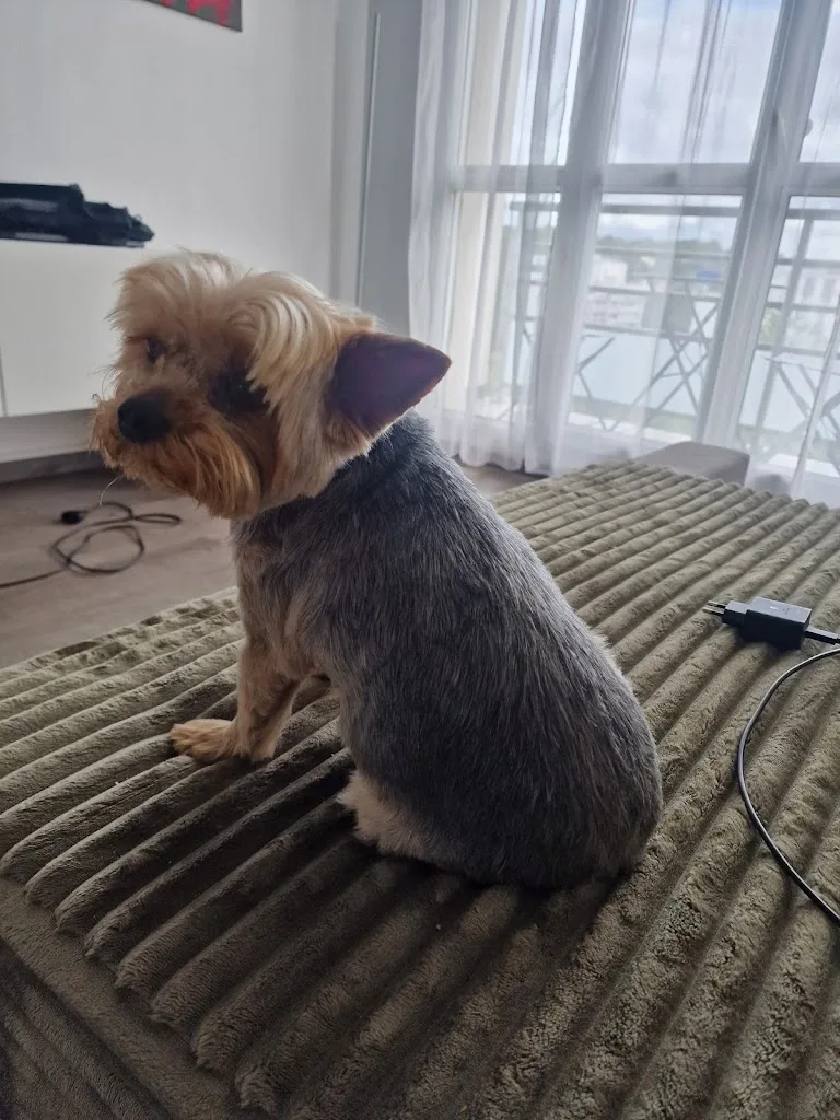 Mille Et Quatre Pattes - photo 2