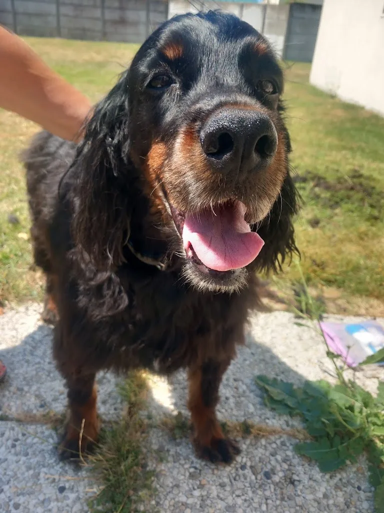 Happy Tails - Toilettage à domicile - photo 1