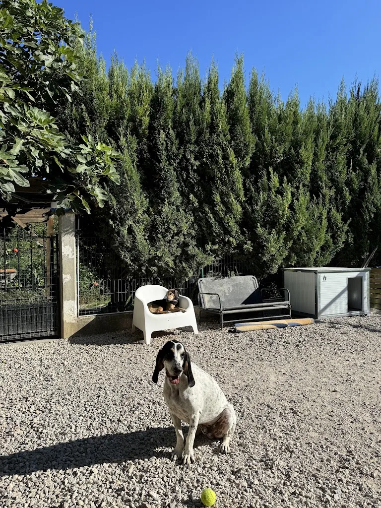 Noun'Animaux Services - photo 2