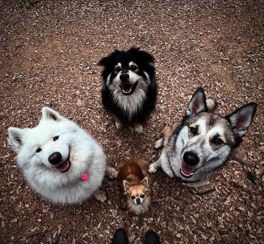Dog Garden: Garderie Canine & Education 06 Antibes Vallauris Sophia Antipolis - photo 1