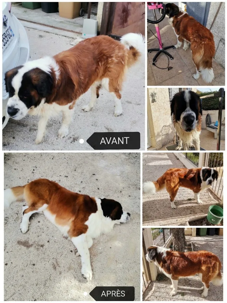 LES 6 OS DU MAGICHIEN - photo 3