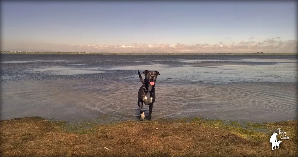 Parler Chien - photo 3