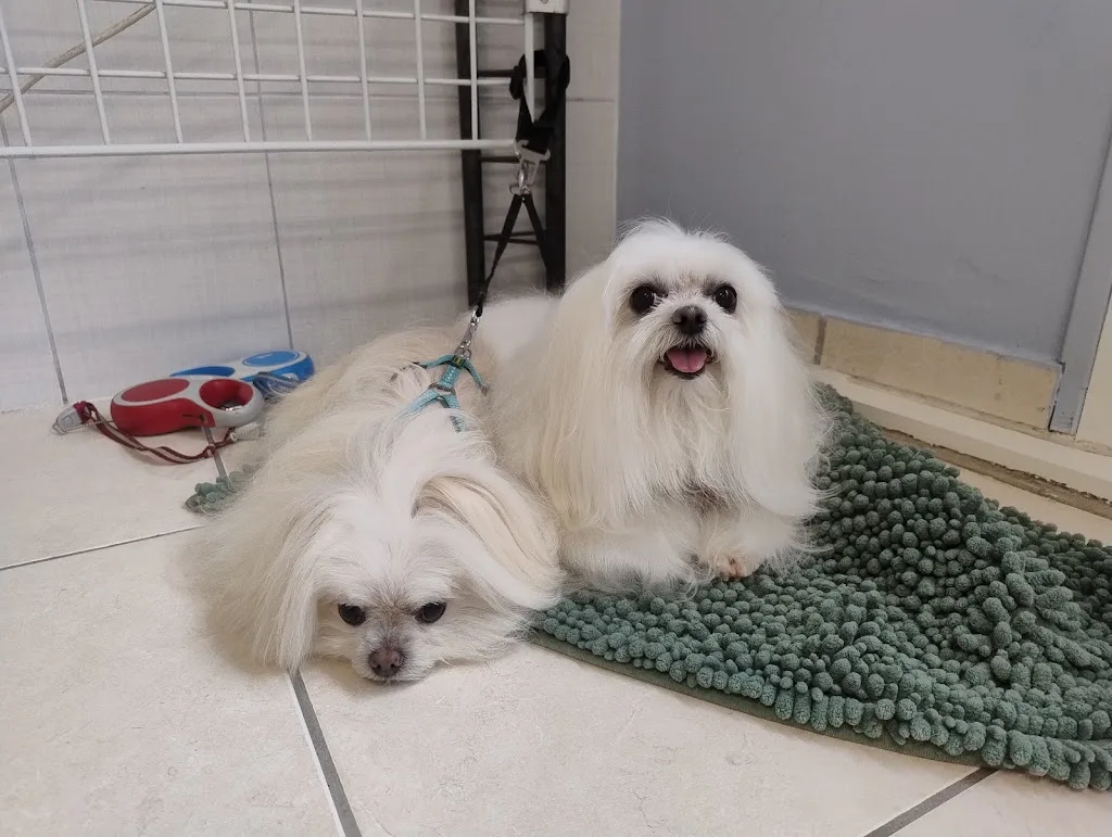 TOILETTAGE CHIENS SERVICES - photo 2