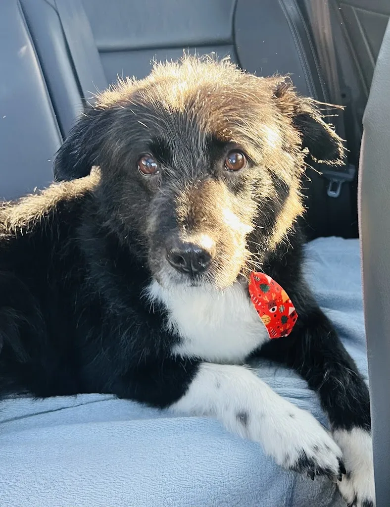 DANDY BEAUTY DOG - photo 2