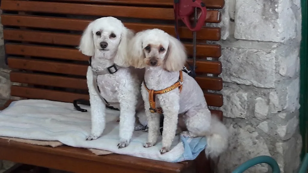 A Cat and Dog Toilettage - photo 2