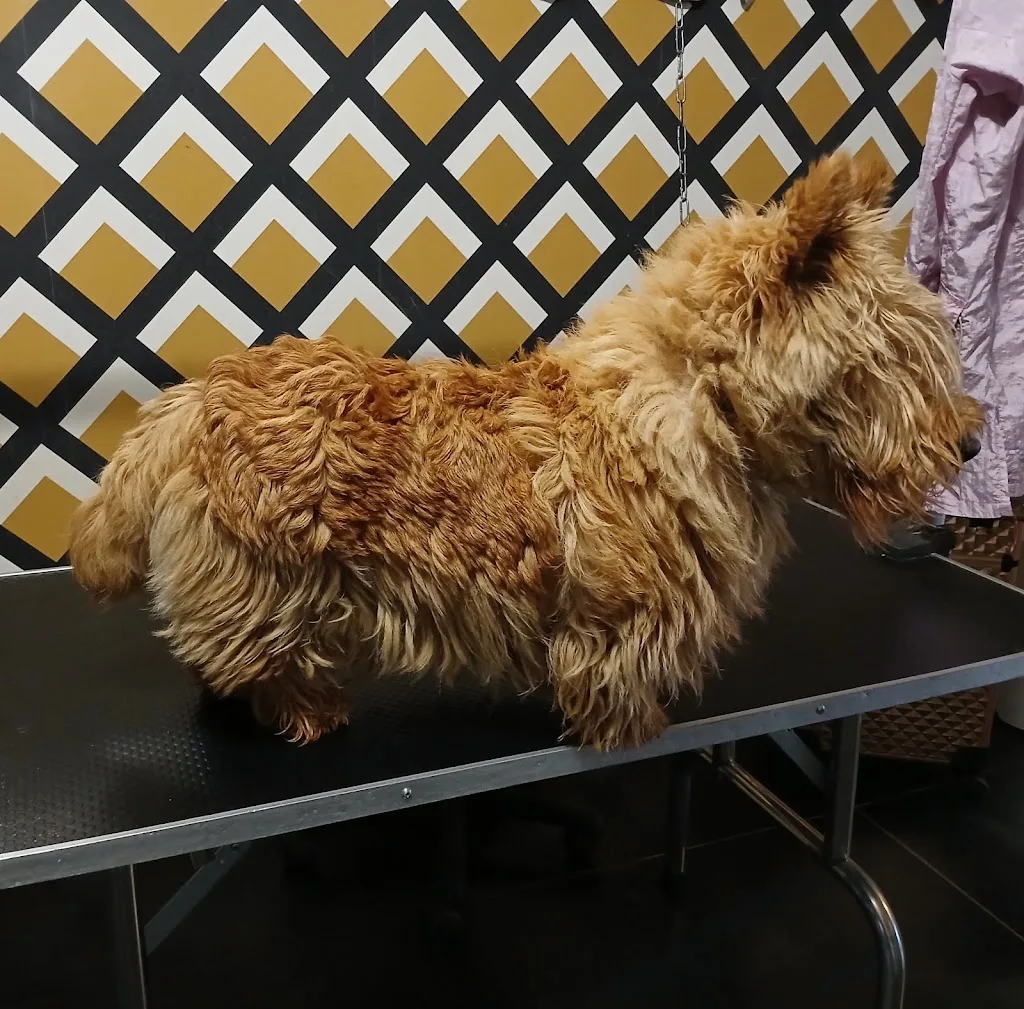 Bull And Dog - photo 2