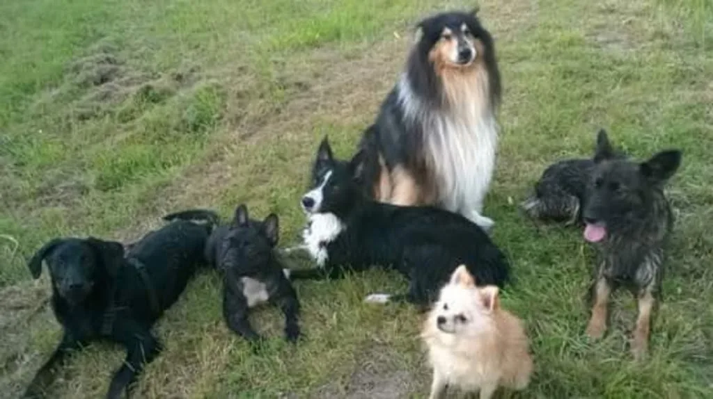 Séduction canine - photo 3