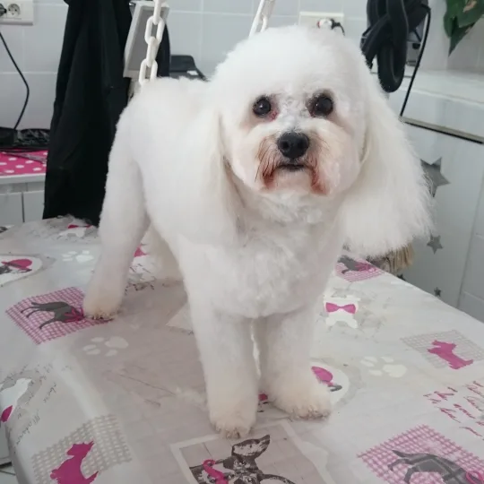 Bulle dog : Toilettage pour chien - photo 2