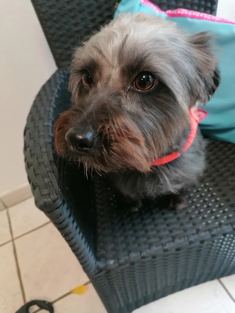 Baby Dog - photo 2
