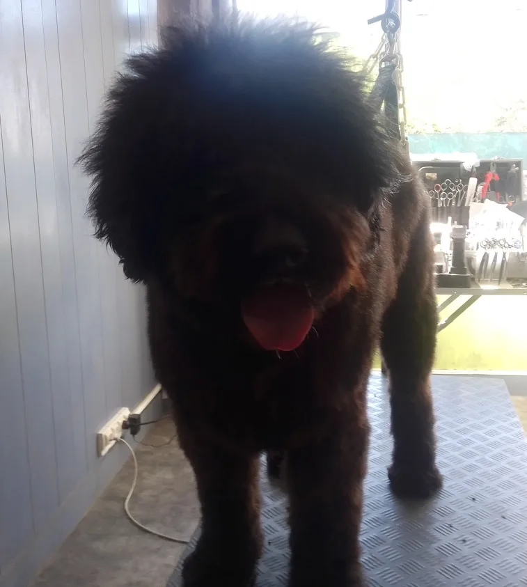 Salon des Canins Félins - photo 2