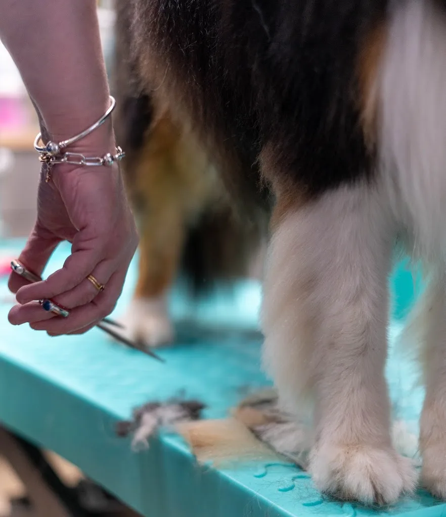 La Fée Canine - photo 2