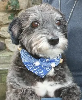 Beaute Canine Nathalie - photo 2