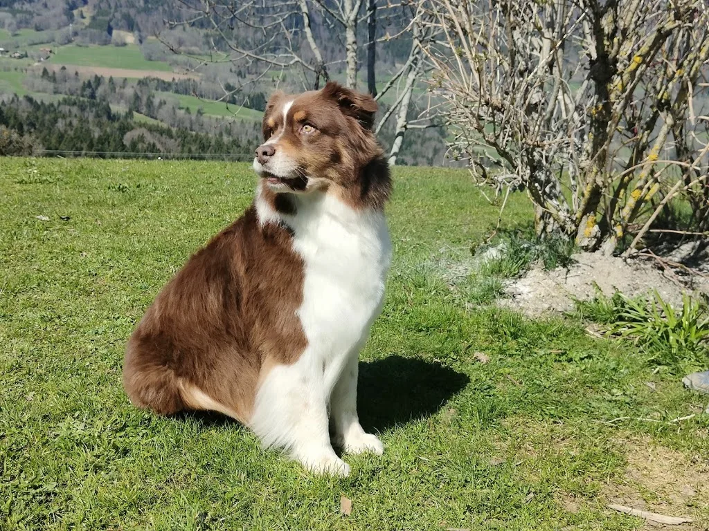 Elo'Grooming - Toiletteuse à domicile 71 - photo 1