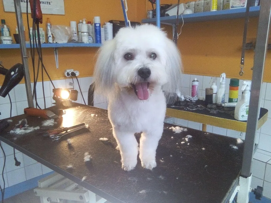 Styl Dog Doudeville - photo 2