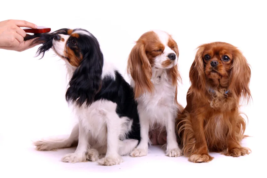 "Zum blauen Hund" Hundesalon - photo 3