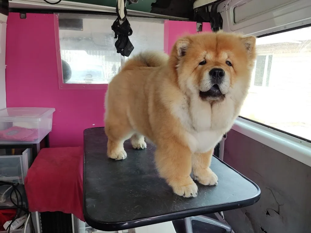 Animali'Coif - photo 2
