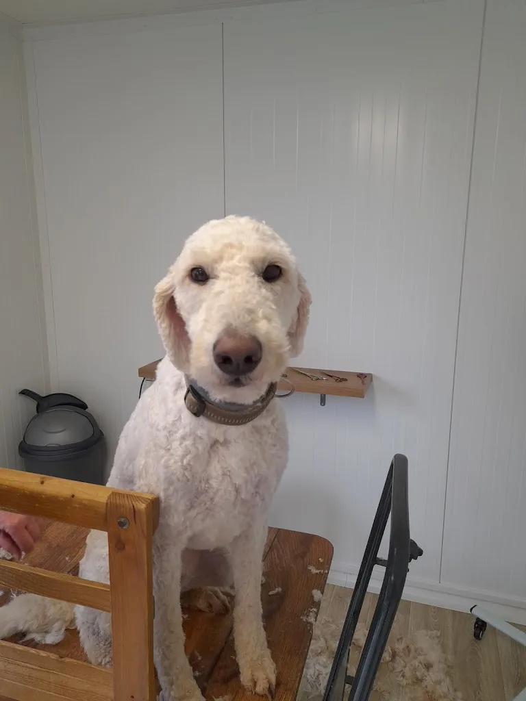 Susanne's Toilettage Hundesalon - photo 2