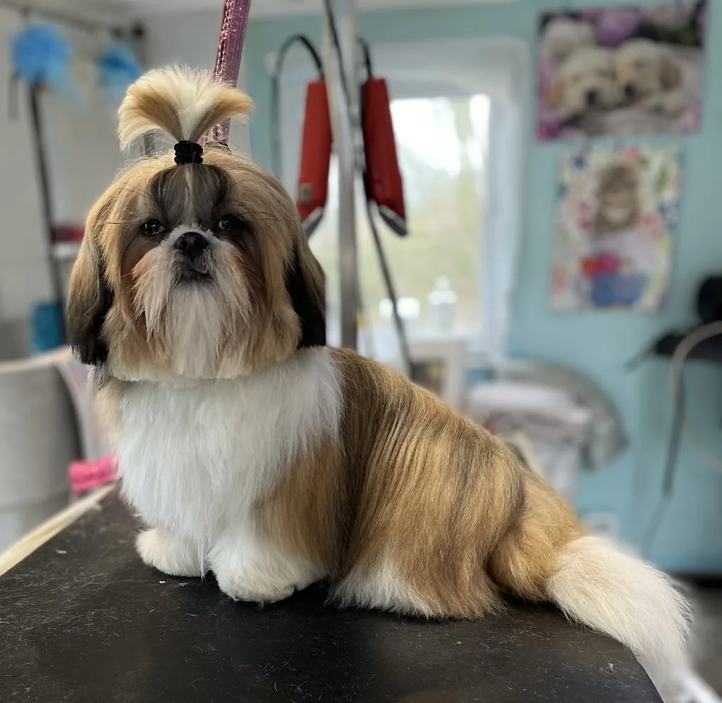 Salon De Toilettage Canins Et Félins - photo 3