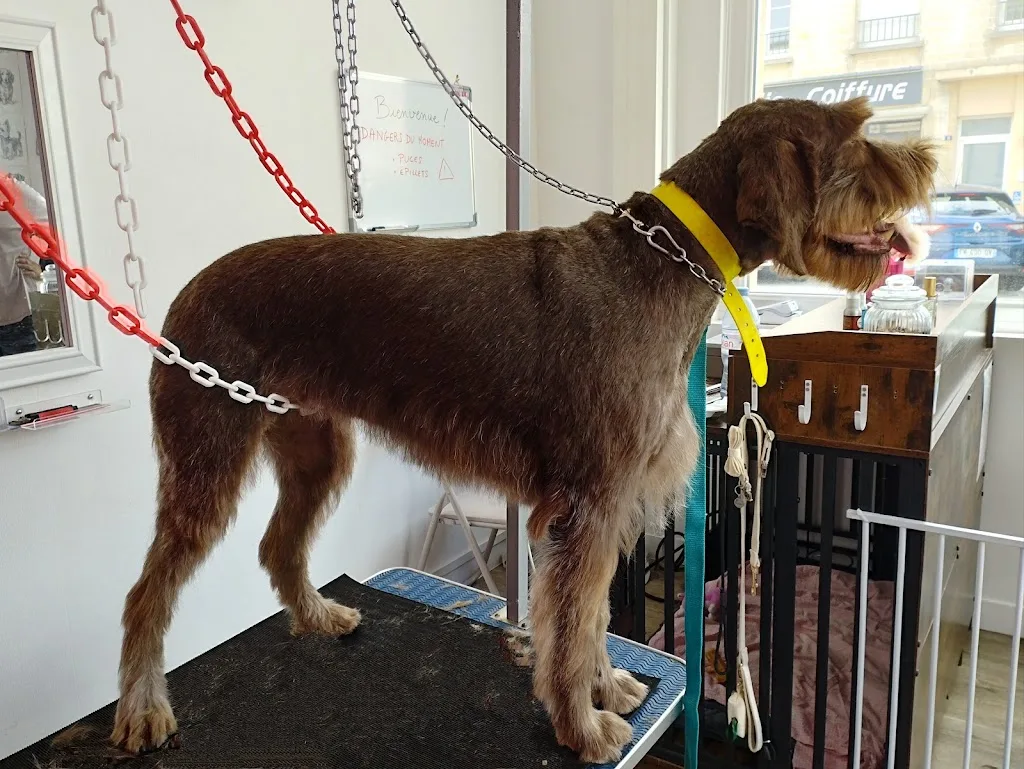 L'institut animal - photo 1