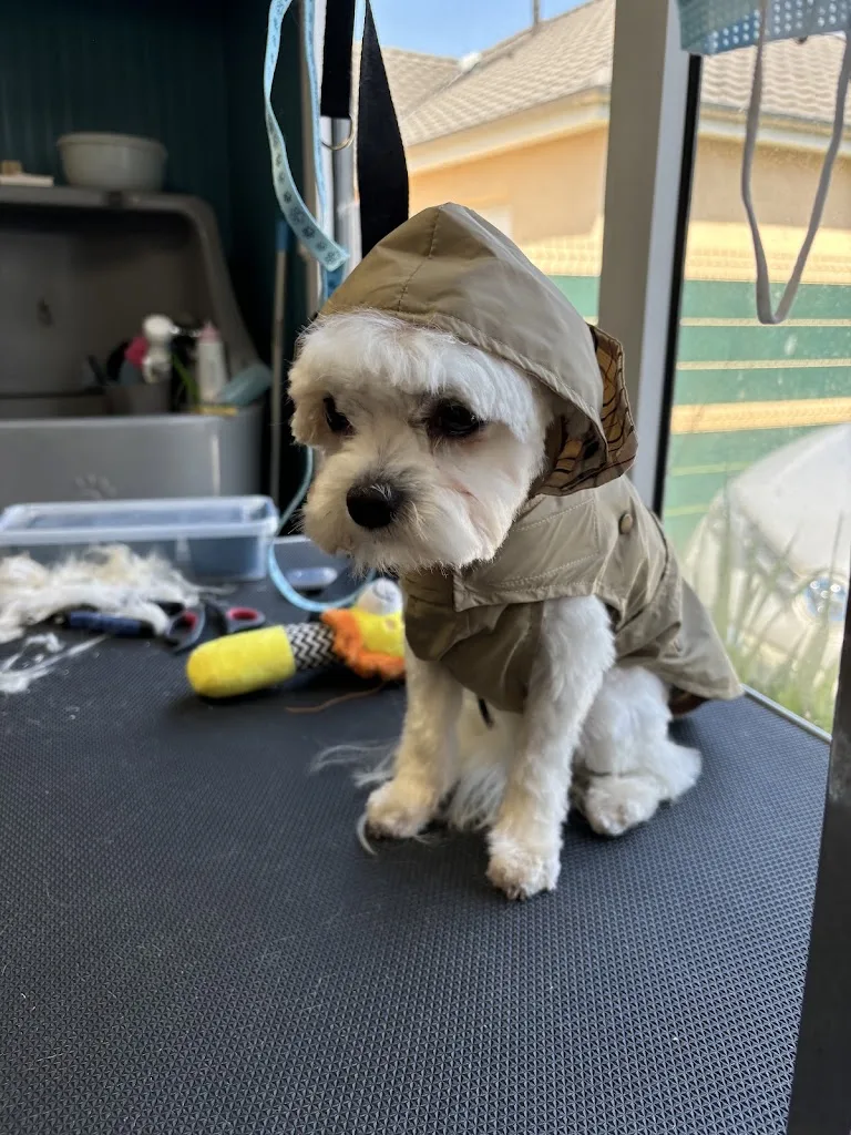 Au Royaume du Chien - photo 3