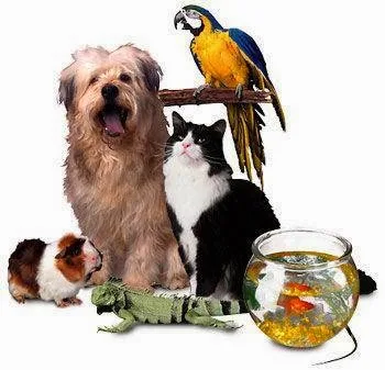 Garde Animaux Perpignan - photo 2