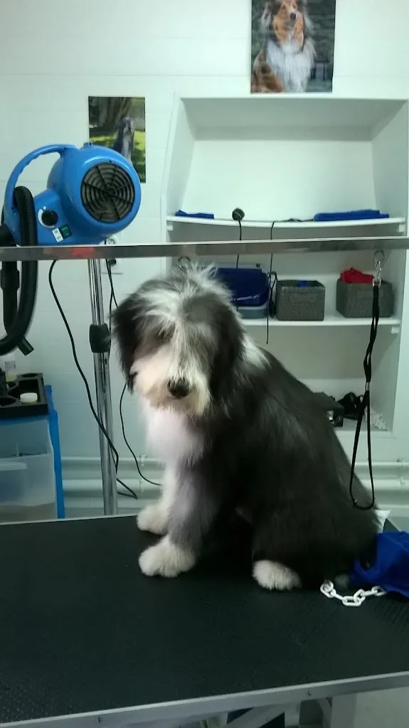 Charly Toilettage Canin (chiens et chats) - photo 2