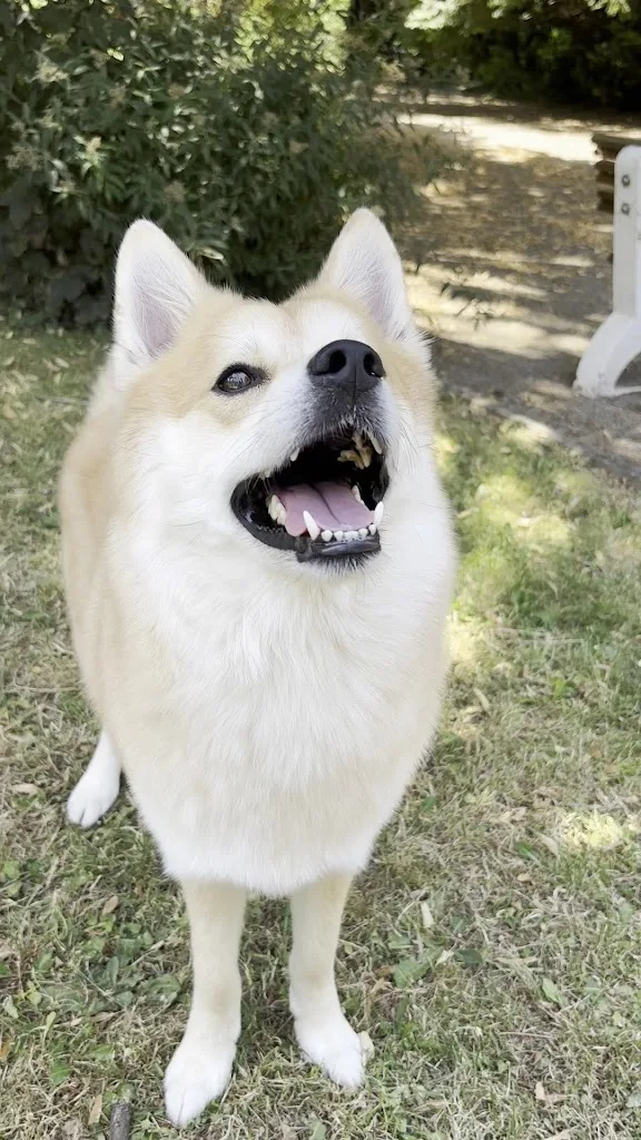 L’écrin Canin - photo 2