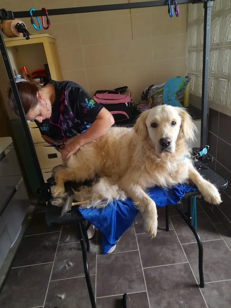 Toiletteuse à domicile Nom D'un Poil - photo 2