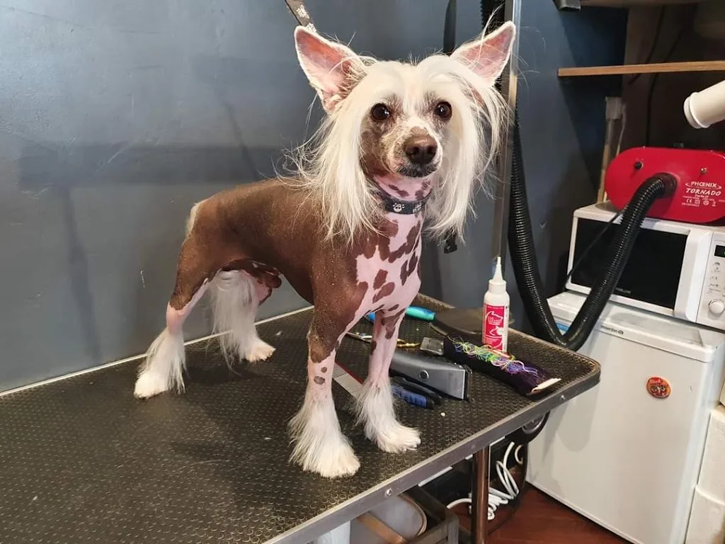 Devenir toiletteur canin & félin - Haut de France - photo 3