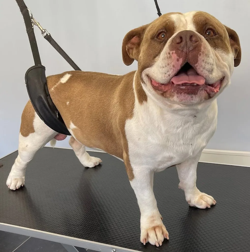 L' élégance canine Carvin - photo 2