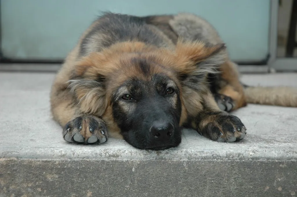 Le repaire des chiens - photo 1