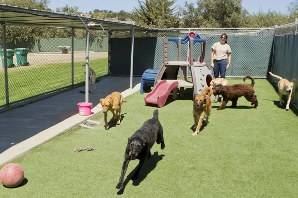 Doggy's - photo 3