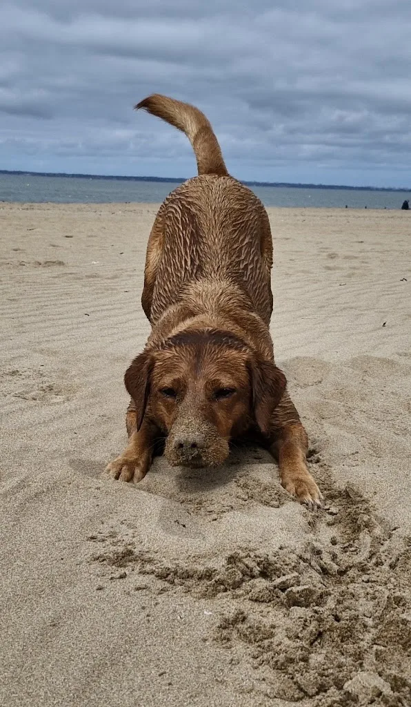 Cat Pat'Dog - photo 1