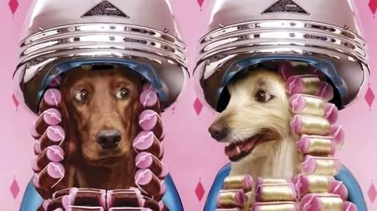 Débo-Chiens - photo 2